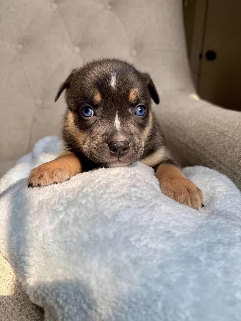 A baby medium-sized female American Staffordshire Terrier dog named Eleanor Nuggets litter for adoption in Holly Springs, NC