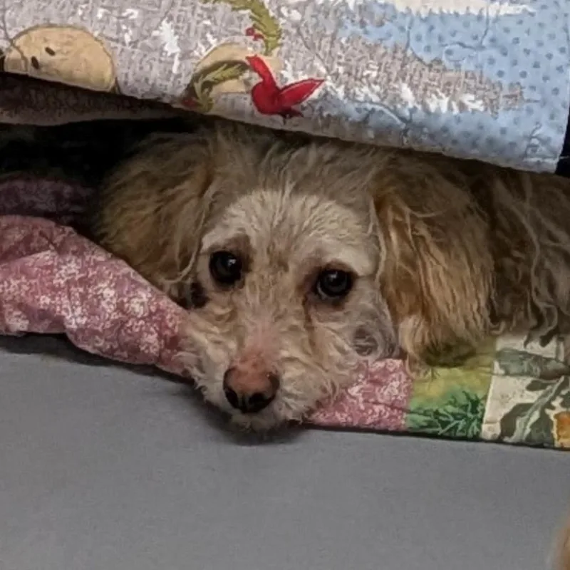 An adult small-sized male Yellow / Tan / Blond / Fawn Poodle dog named Martin for adoption in Tacoma, WA