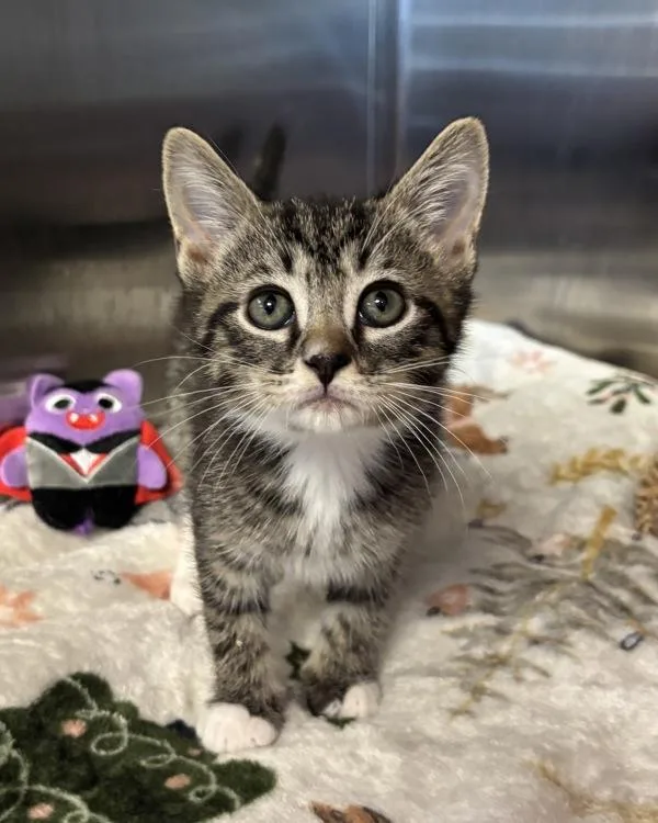 A baby small-sized male Domestic Short Hair cat named Mochi for adoption in Richmond, VA