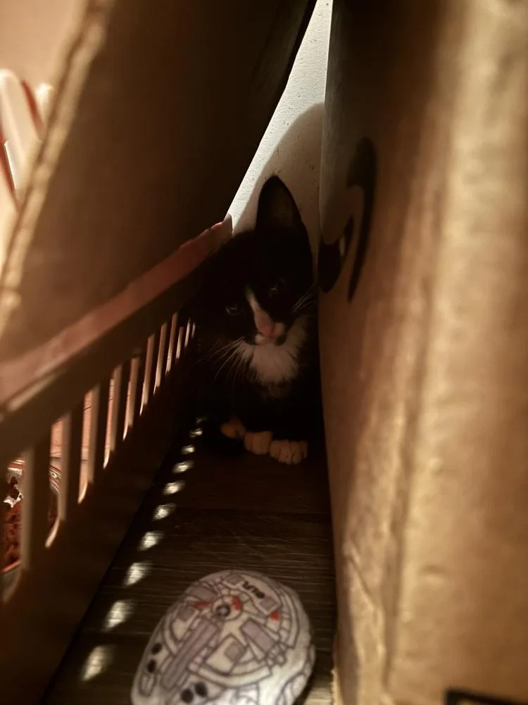 A baby medium-sized male Black & White / Tuxedo Domestic Short Hair cat named Mermouse for adoption in Salisbury, NC