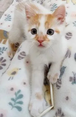 A baby medium-sized female White Domestic Short Hair cat named Cookie Dough for adoption in North Highlands, CA