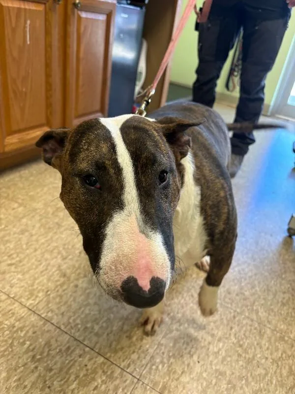 An adult medium-sized female Brindle Bull Terrier dog named Mackenzie for adoption in Warren, PA