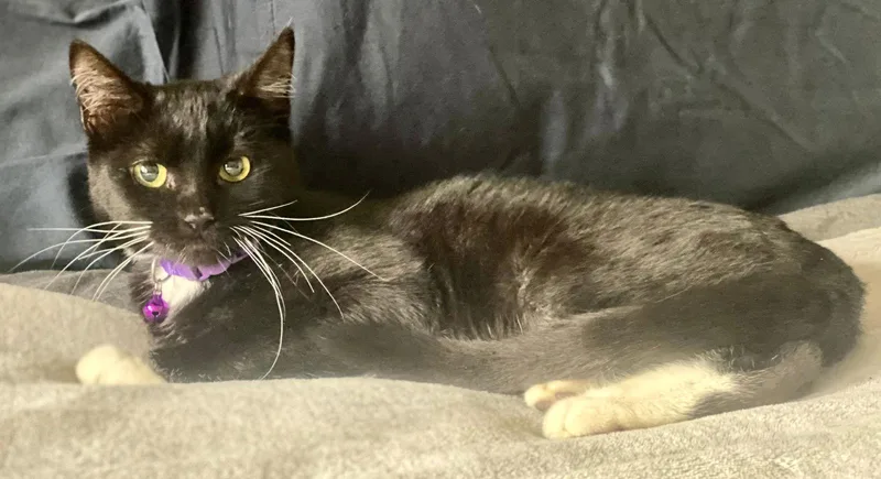 Meredith thumbnail 2