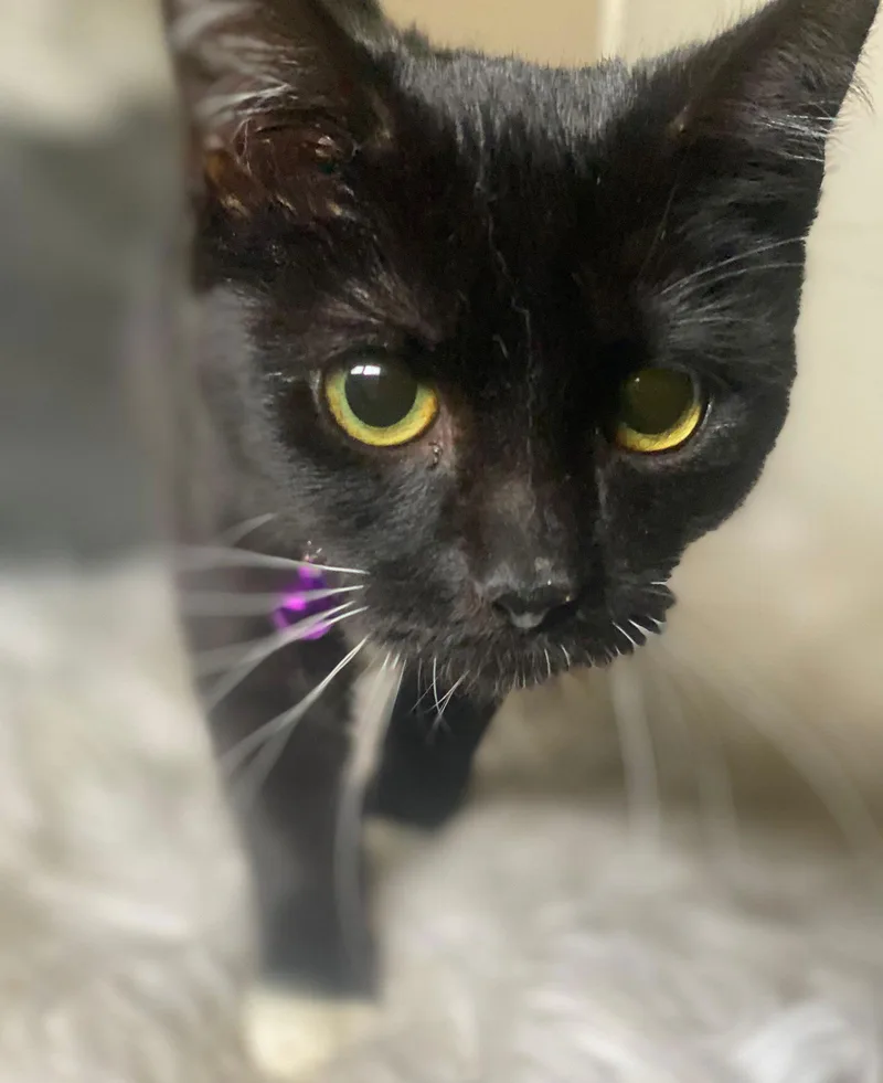 Meredith thumbnail 3