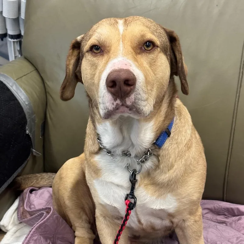 Triscuit thumbnail 2