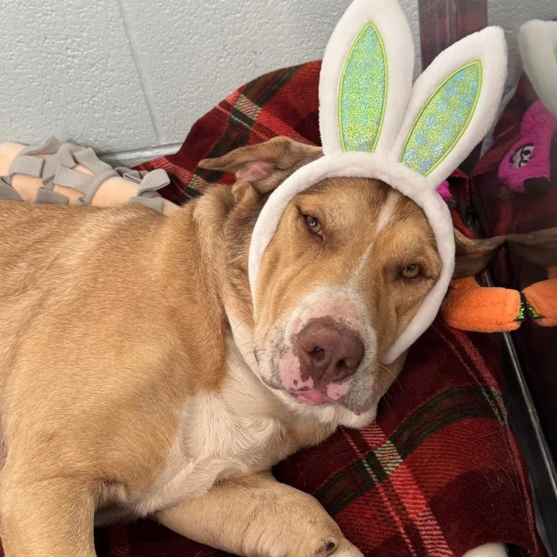 Triscuit thumbnail 3