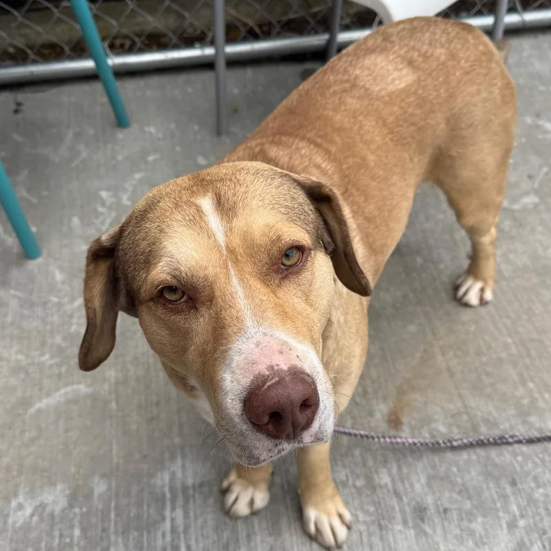 Triscuit thumbnail 4