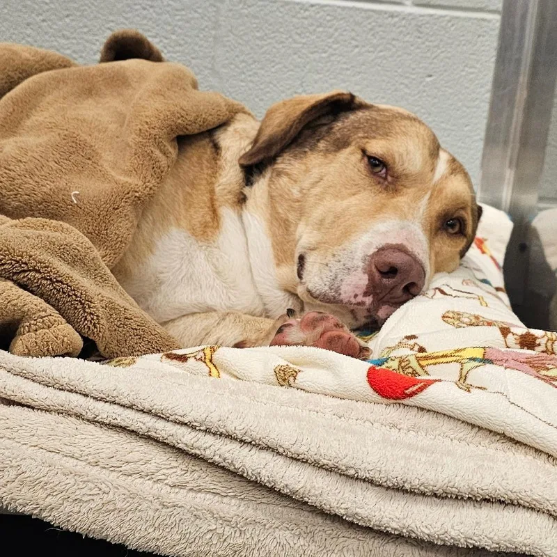 An adult large-sized male Brown / Chocolate Basset Hound dog named Triscuit for adoption in Wheeling, IL