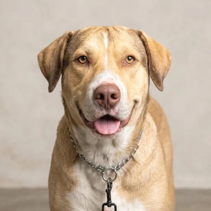 Triscuit thumbnail 5