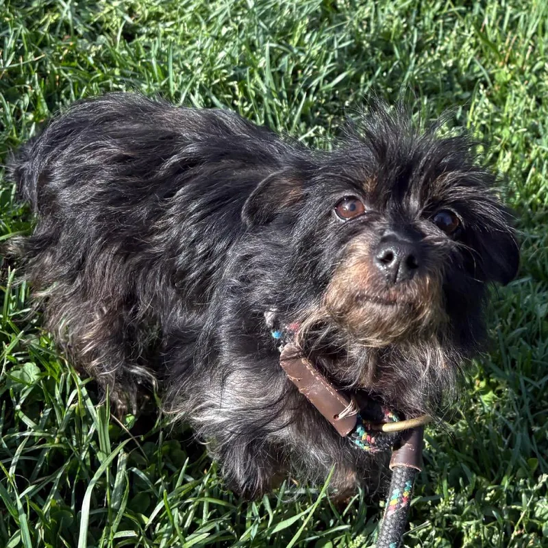 An adult small-sized female Black Yorkshire Terrier dog named Pepper for adoption in Rocky Mount, VA