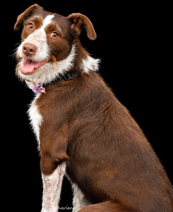 A young medium-sized female White / Cream German Wirehaired Pointer dog named Koko for adoption in Newland, NC