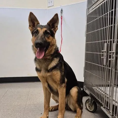 A young medium-sized female Black German Shepherd Dog dog named Zacha for adoption in Bastrop, TX
