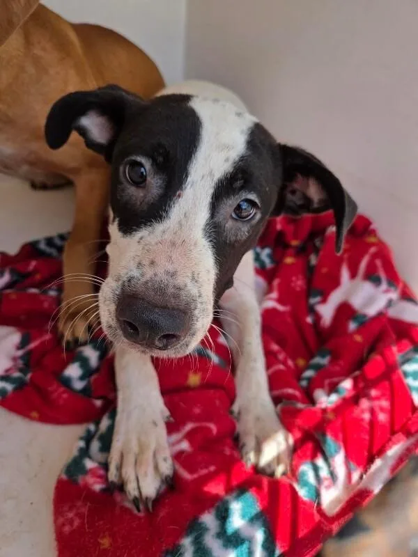 An adult medium-sized female White / Cream Mixed Breed dog named Gemma for adoption in Mobile, AL