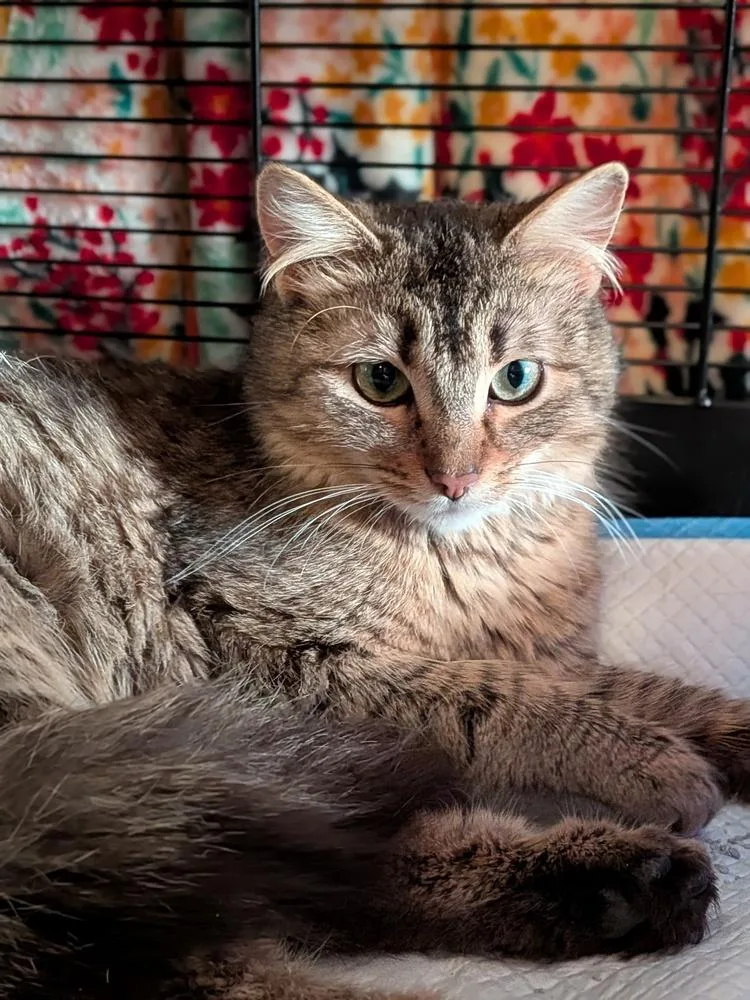 A young medium-sized female Tabby (Brown / Chocolate) Domestic Short Hair cat named Silver Stream for adoption in Clinton Township, MI