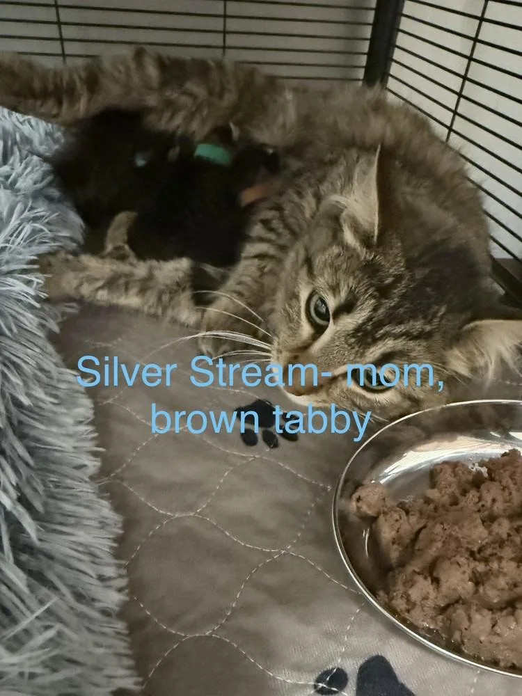 Silver Stream thumbnail 3