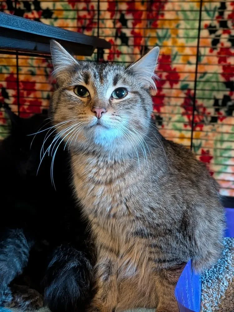 Silver Stream thumbnail 4