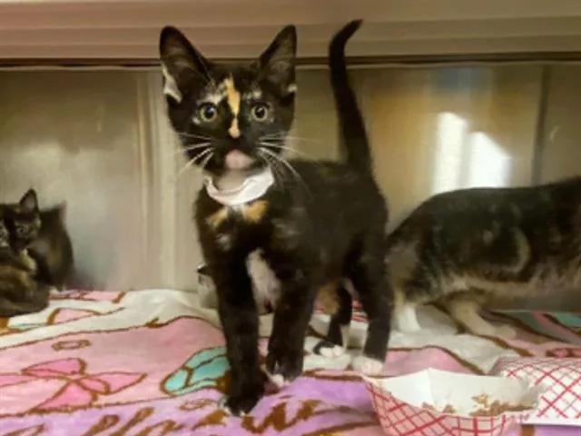 A baby small-sized female Domestic Short Hair cat named Justice for adoption in Tustin, CA