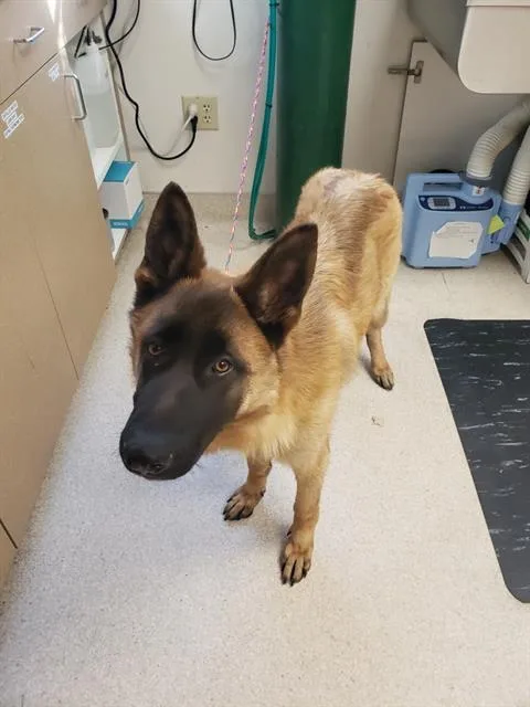 A young large-sized male German Shepherd Dog dog named A for adoption in Sacramento, CA