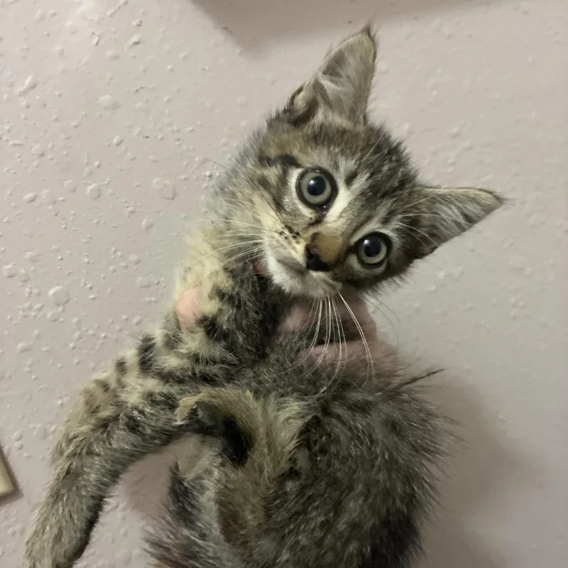A baby small-sized female Gray / Blue / Silver Domestic Short Hair cat named Darling for adoption in Baytown, TX