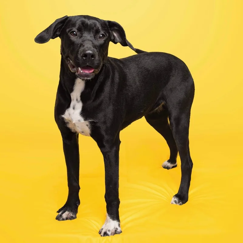 An adult large-sized female Black American Staffordshire Terrier dog named Sweet Girl Donna for adoption in Reidsville, NC