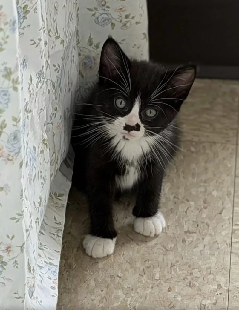 A baby medium-sized male Domestic Short Hair cat named Chakra for adoption in Fertile, MN