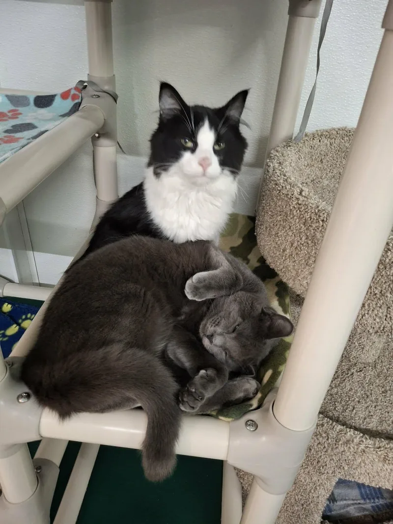 Little Girl And Little