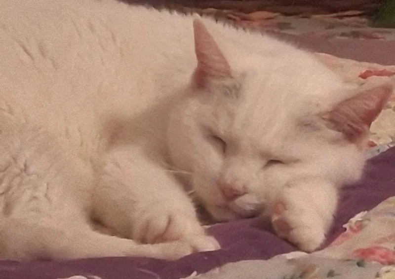 Princess  Special Needs: thumbnail 2