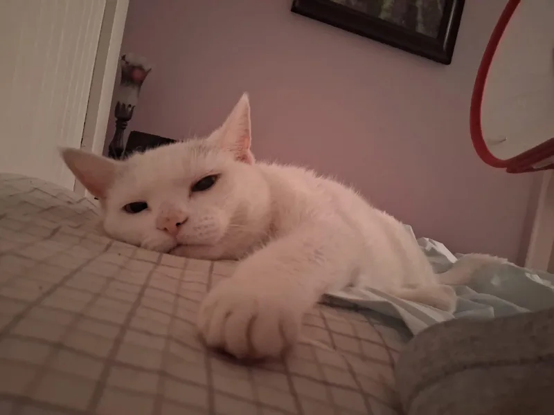 Princess  Special Needs: thumbnail 3