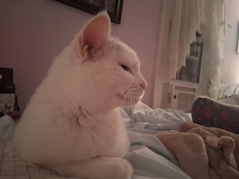 Princess  Special Needs: