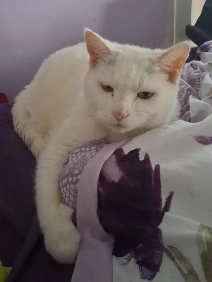 Princess  Special Needs: thumbnail 4