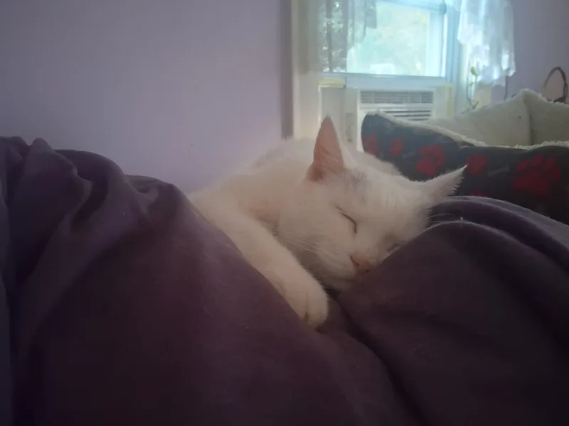 Princess  Special Needs: thumbnail 5