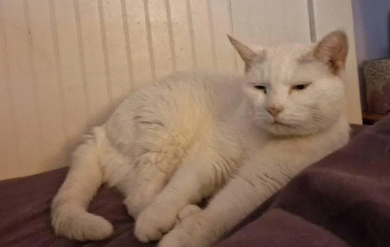 Princess  Special Needs: thumbnail 6