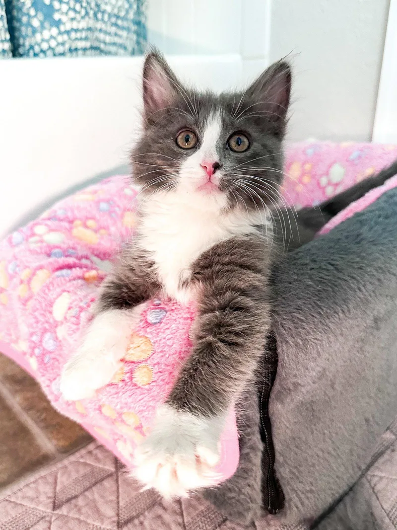A young large-sized female Gray & White Domestic Long Hair cat named Phoebe for adoption in Aurora, CO
