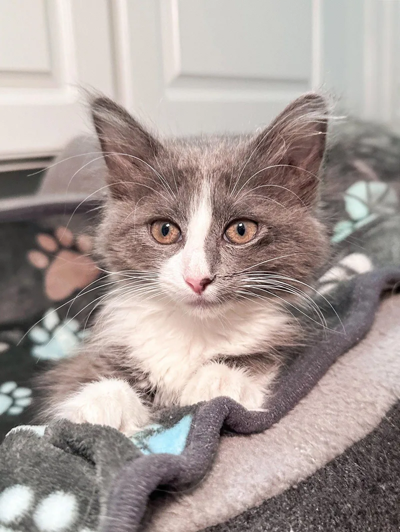 Phoebe thumbnail 3