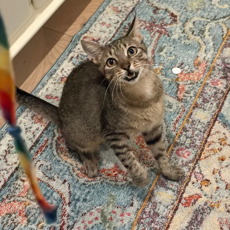 A young medium-sized female Tabby (Brown / Chocolate) Domestic Short Hair cat named Lea for adoption in South Ozone Park, NY