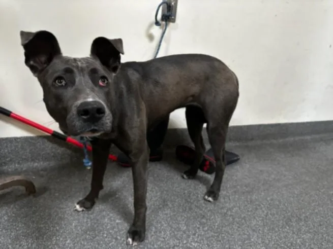 A young large-sized female Mixed Breed dog named Basil for adoption in Los Angeles, CA