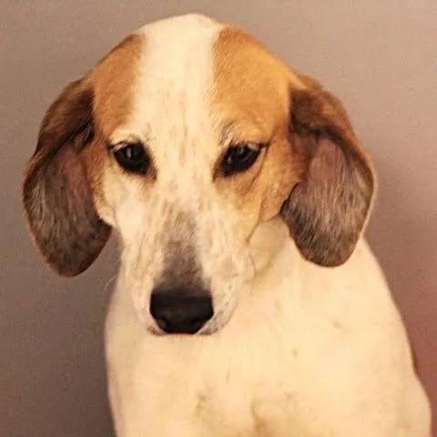 An adult medium-sized female Yellow / Tan / Blond / Fawn Hound dog named 26-00630 for adoption in Fredericksburg, VA