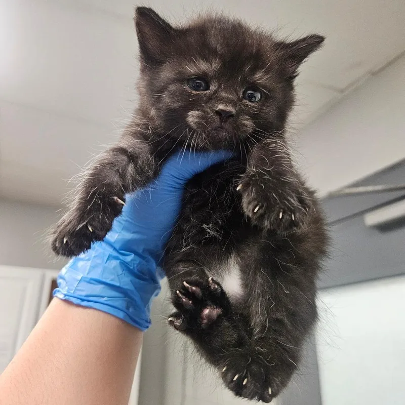 A baby small-sized female Domestic Short Hair cat named Otter for adoption in Greenville, SC