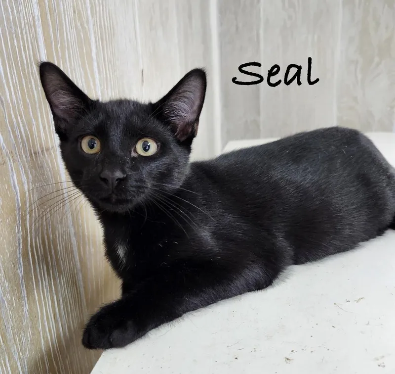 A baby medium-sized male Black & White / Tuxedo Domestic Short Hair cat named Seal for adoption in Pawleys Island, SC