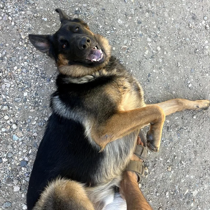 An adult large-sized male Brown / Chocolate German Shepherd Dog dog named Riot Rocky for adoption in New Orleans, LA