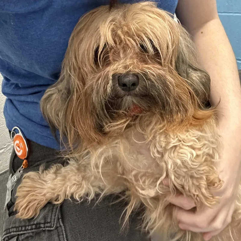 An adult small-sized female Brown / Chocolate Yorkshire Terrier dog named Macchiato for adoption in Hilliard, OH