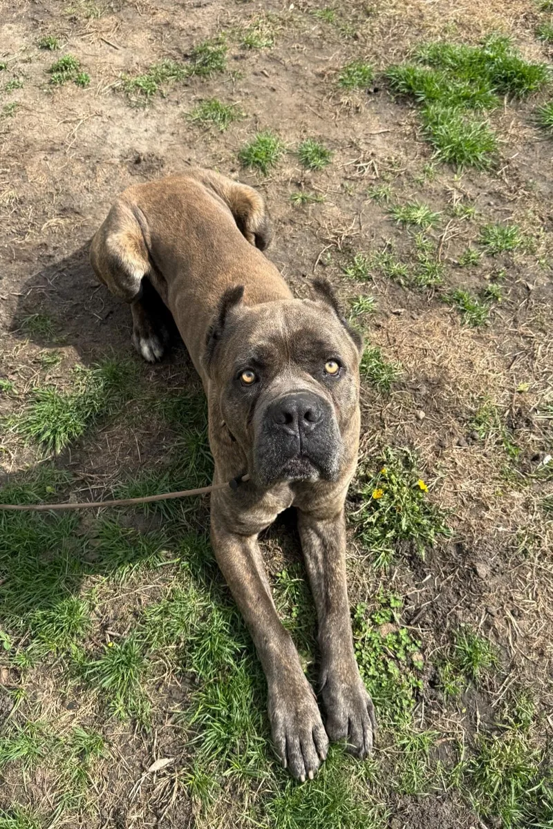 An adult large-sized male Cane Corso dog named Batman for adoption in merrillville, IN