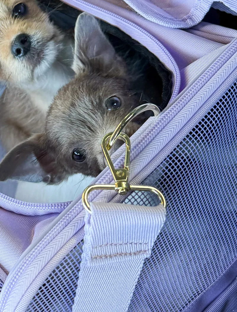 Elizabeth Taylor thumbnail 2