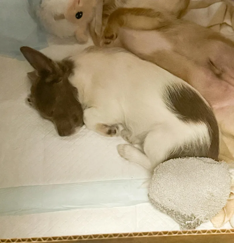 Elizabeth Taylor thumbnail 3