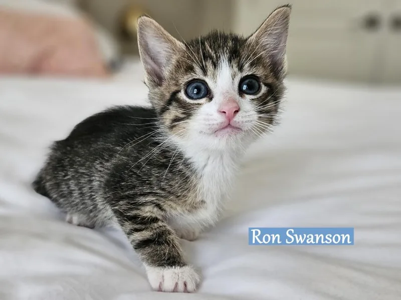 Ron Swanson thumbnail 2