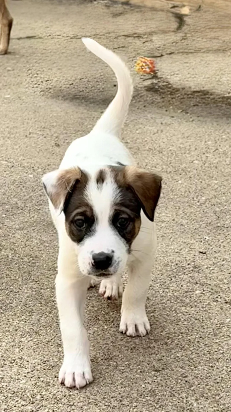 Opie