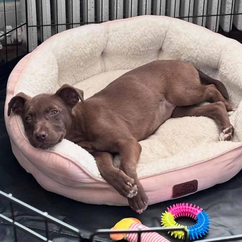 A baby medium-sized female German Shepherd Dog dog named Cherry for adoption in Philadelphia, PA