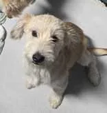 A baby medium-sized female Terrier dog named Sadie for adoption in Croydon, NH