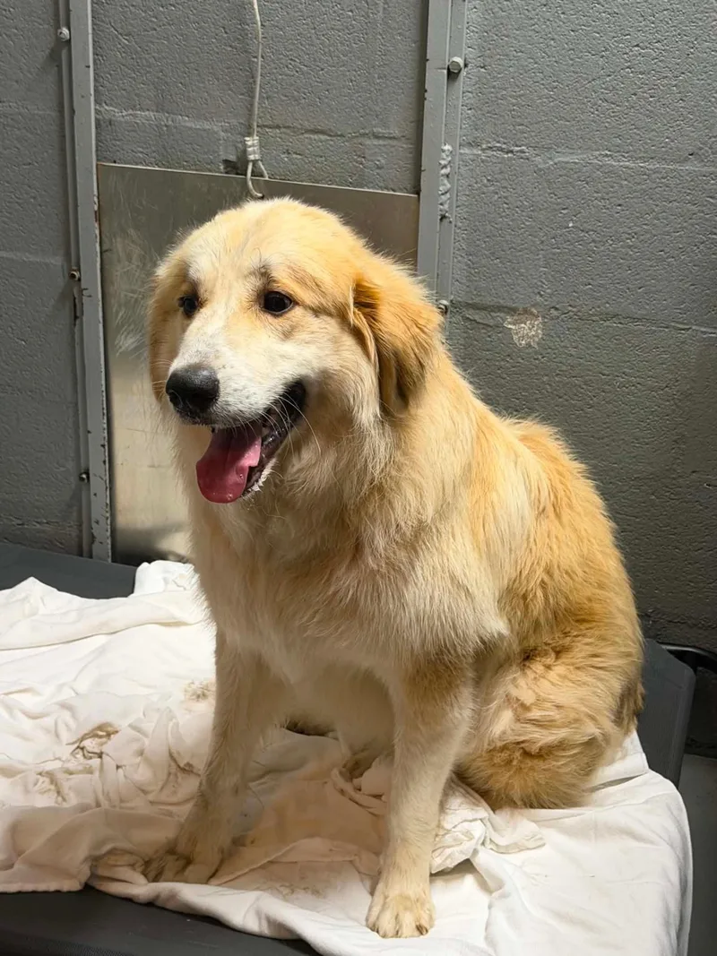 An adult large-sized male Apricot / Beige Great Pyrenees dog named Salem for adoption in Stuart, VA
