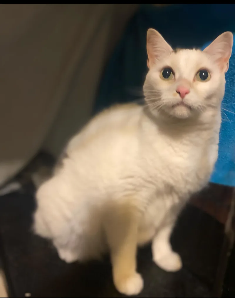 A young medium-sized female White American Shorthair cat named Polly for adoption in Bronx, NY